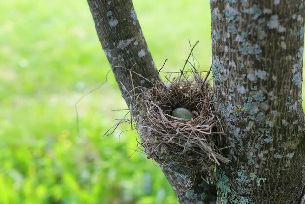 Nido di uccelli in natura