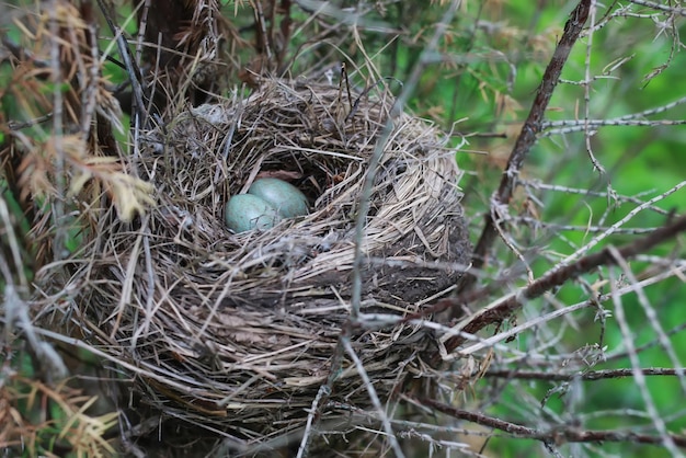 Nido di uccelli in natura