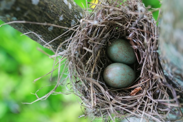 Nido di uccelli in natura