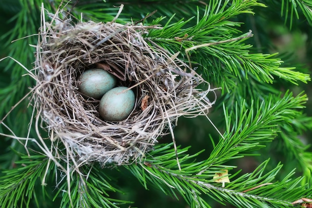 Nido di uccelli in natura