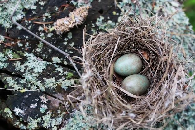 Nido di uccelli in natura