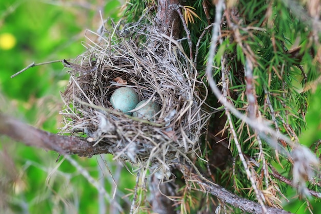 Nido di uccelli in natura