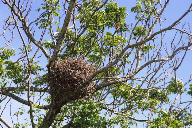 nido di uccelli in primavera