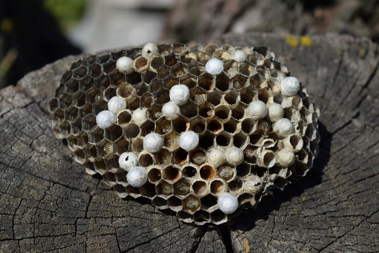 Foto nido di vespe sdraiato su un ceppo di albero