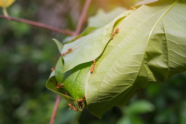 Nido formica sull&#39;albero in vista foresta naturale. Le formiche rosse lavorano come una squadra per costruire il loro nido.