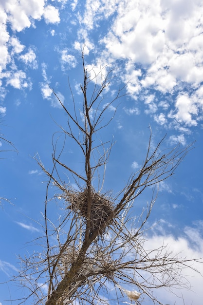 Nido su albero secco contro il cielo blu