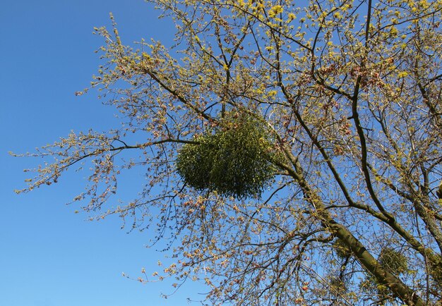 Nido sull'albero