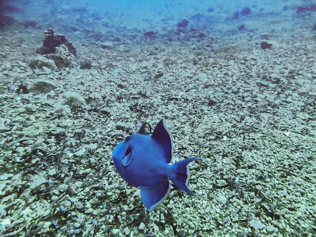 Niger o pesce balestra dentato rosso odontus niger nel mar rosso egitto grande pesce azzurro del mare