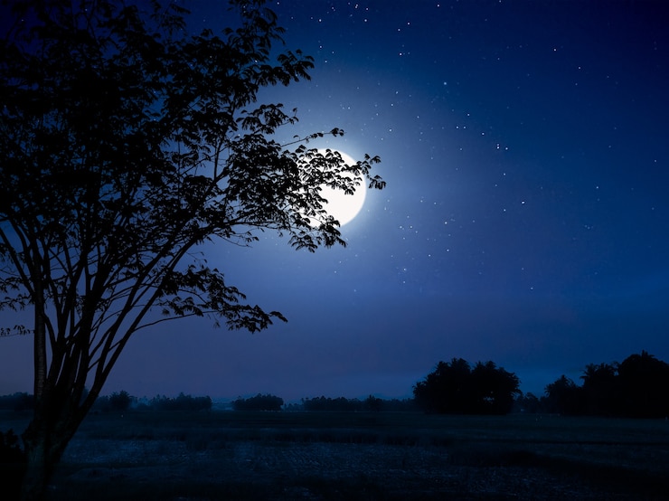 Photo night scene with moon and tre