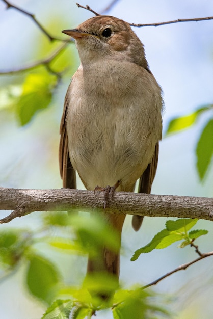 Nightingale Luscinia megarhynchos è un piccolo uccello comune in aiguamolls emporda girona spagna