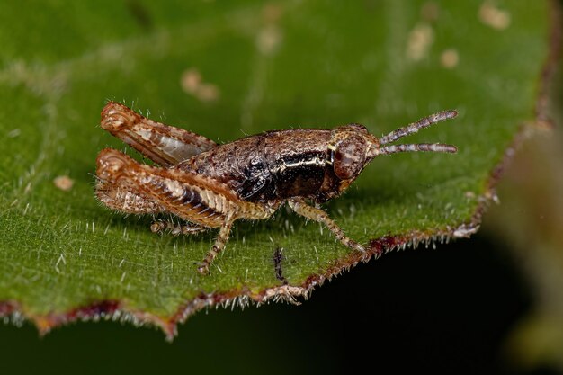 Ninfa cavalletta dalle corna corte della famiglia Acrididae