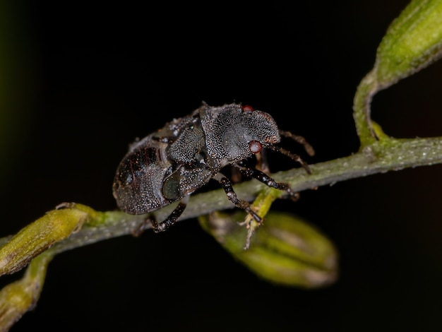 Ninfa della cimice puzzolente della famiglia pentatomidae che imita le formiche tartaruga cefalote