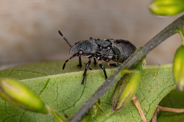 Ninfa della cimice puzzolente della famiglia pentatomidae che imita le formiche tartaruga cefalote