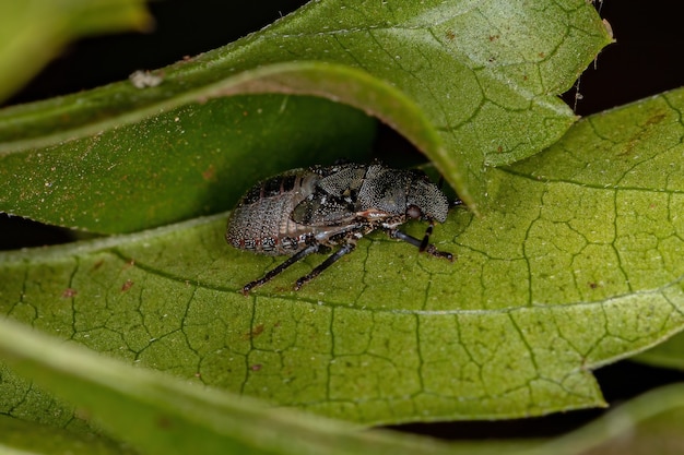 Ninfa della cimice puzzolente della famiglia pentatomidae che imita le formiche tartaruga cefalote