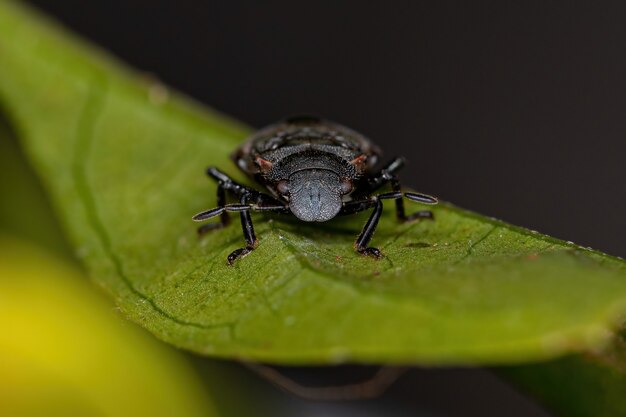 Ninfa della cimice puzzolente della famiglia pentatomidae che imita le formiche tartaruga cefalote