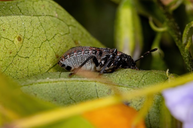 Ninfa della cimice puzzolente della famiglia pentatomidae che imita le formiche tartaruga cefalote