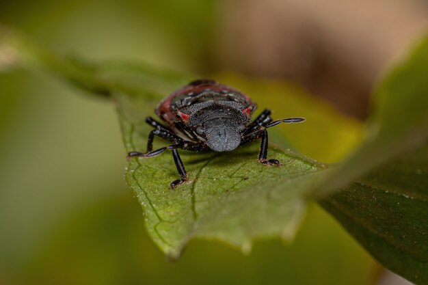 Ninfa della cimice puzzolente della famiglia pentatomidae che imita le formiche tartaruga cefalote