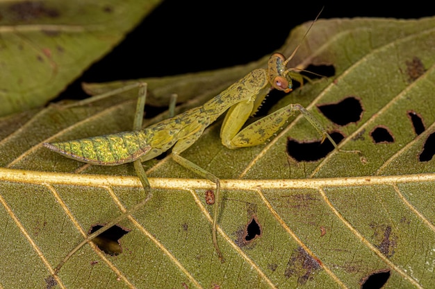 Ninfa della mantide fotinaide verde