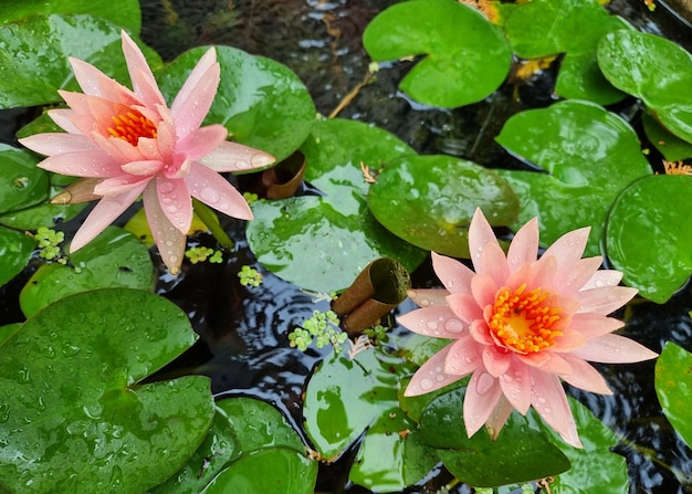 Ninfea arancione o fiore di loto con foglia verde nello stagno