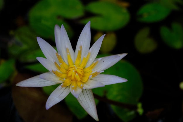 ninfea bianca. Ninfea alba. primo piano del fiore di loto bianco. piante acquatiche. sfondo della natura.