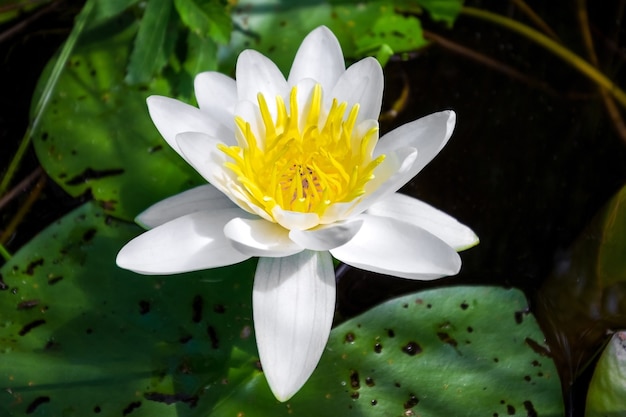 Ninfea bianca sul primo piano dell'acqua. Nenuphar o ninfea