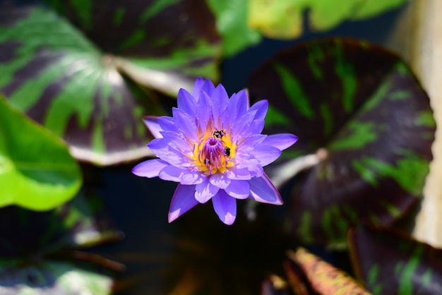 Ninfea blu Lotus con tre api