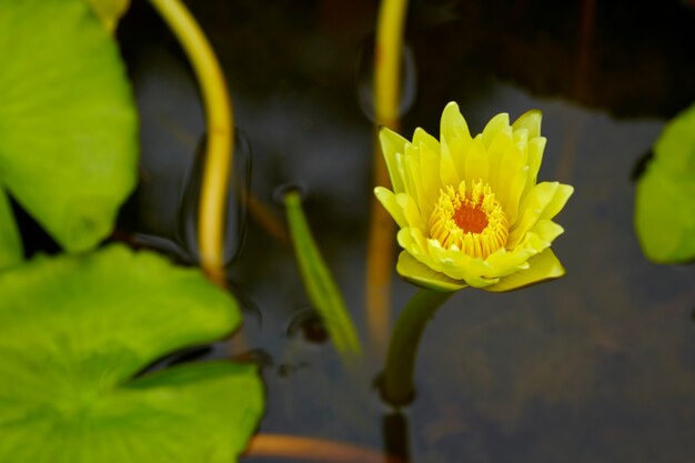 Ninfea che fiorisce all&#39;aperto