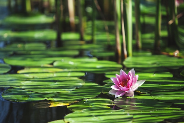 Ninfea di fiori rosa tra le foglie in uno stagno giapponese