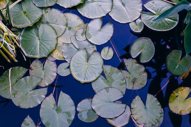 Ninfea foglia acqua superficie sfondo foto dai toni scuri