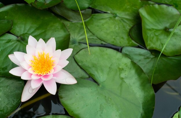 Ninfea nello stagno Ninfea rosa o fiore di giglio nello stagno