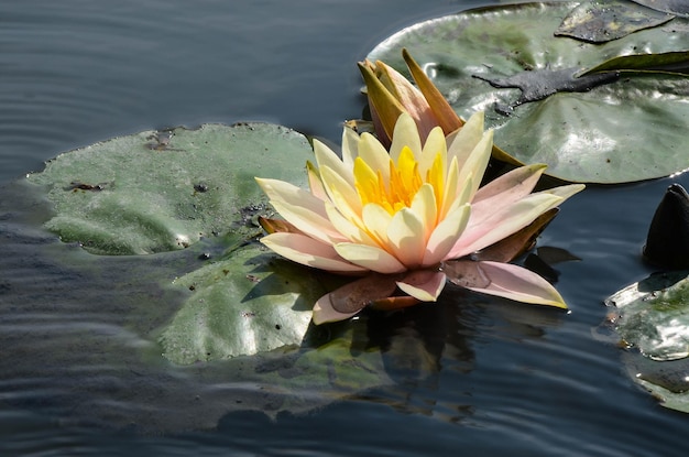 Ninfea Nymphaea tetragona