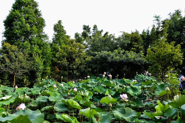 Ninfea Nymphaea tetragona