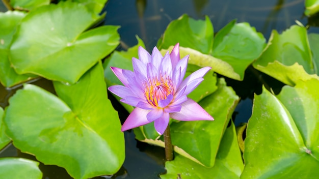 Ninfea o fiore di loto al mattino.