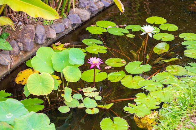 Ninfea o fiore di loto nel laghetto da giardino