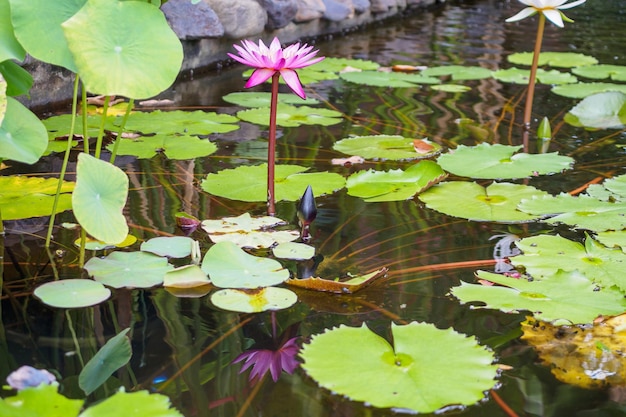 Ninfea o fiore di loto nel laghetto da giardino