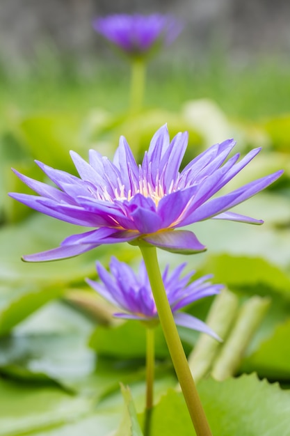 Ninfea o fiore di loto porpora che fiorisce nello stagno fra le foglie verdi