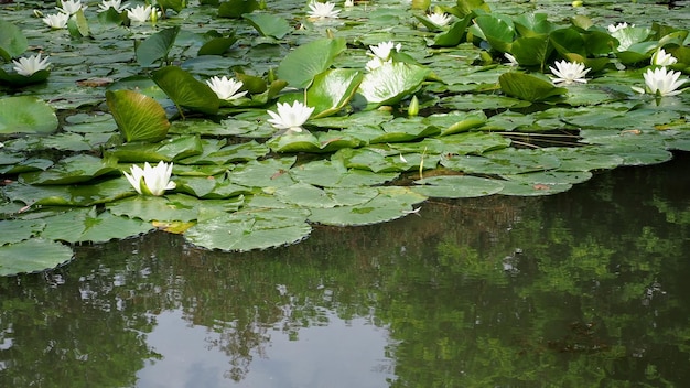 Ninfea pianta nome scientifico Nymphaea in uno stagno