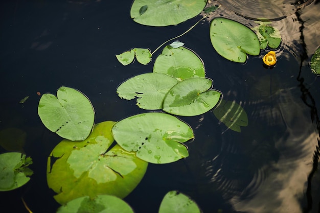 Ninfea Piante sul lago Palude con ninfee