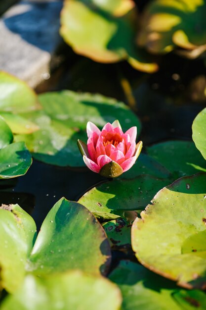 Ninfea rosa fra le grandi foglie verdi sull&#39;acqua