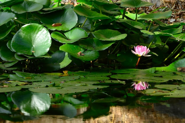 Ninfea rosa tra le foglie verdi in uno stagno