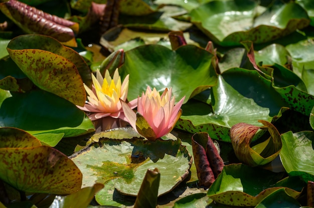 Ninfea rossa fiori (Nymphaea alba f. Rosea) in un lago. Il fiore è una varietà rossa della ninfea bianca (Nymphaea alba).