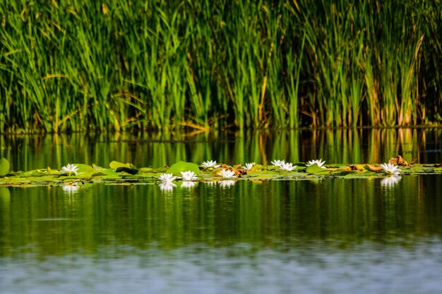 Ninfee bianche sulla superficie dell'acqua