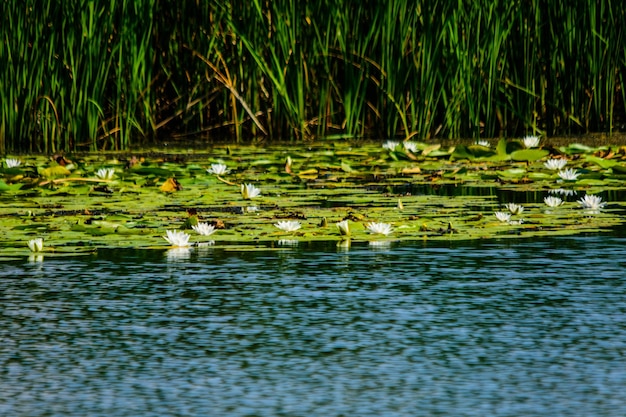 Ninfee bianche sulla superficie dell'acqua