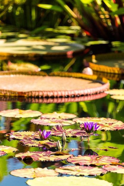 Ninfee fiorite di diversi colori nel giardino acquatico.