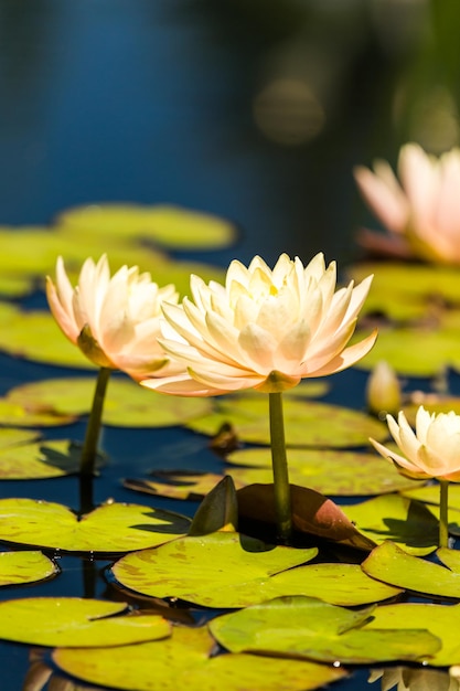 Ninfee fiorite di diversi colori nel giardino acquatico.