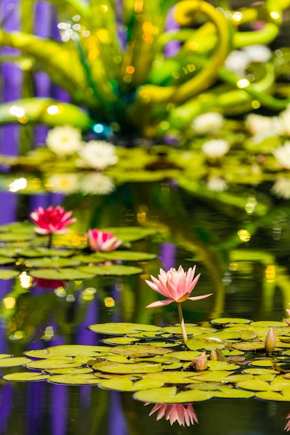 Ninfee fiorite di diversi colori nel giardino acquatico.