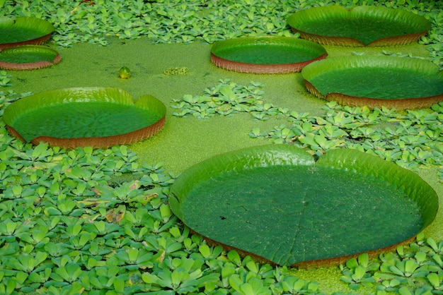 Ninfee giganti galleggianti, vita naturale. Victoria amazonica