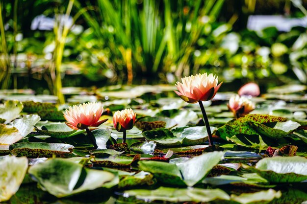 Ninfee in acqua ferma in un giardino botanico