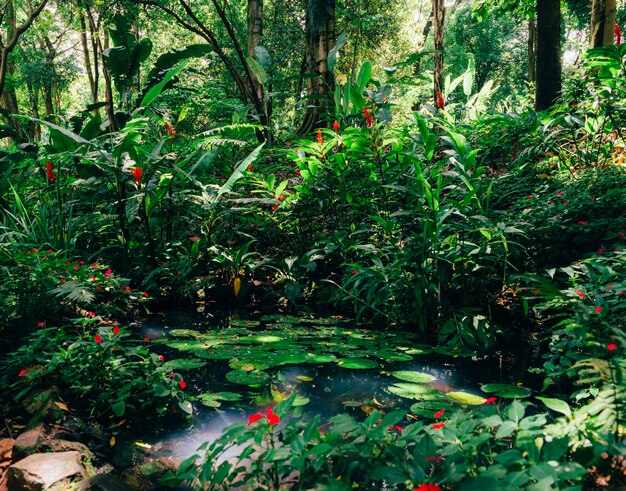 Ninfee Nymphaeaceae nella foresta pluviale tropicale