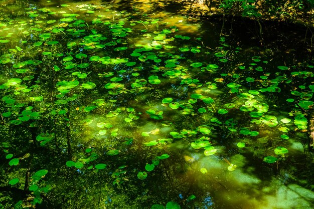 Ninfee su una superficie del lago nella foresta